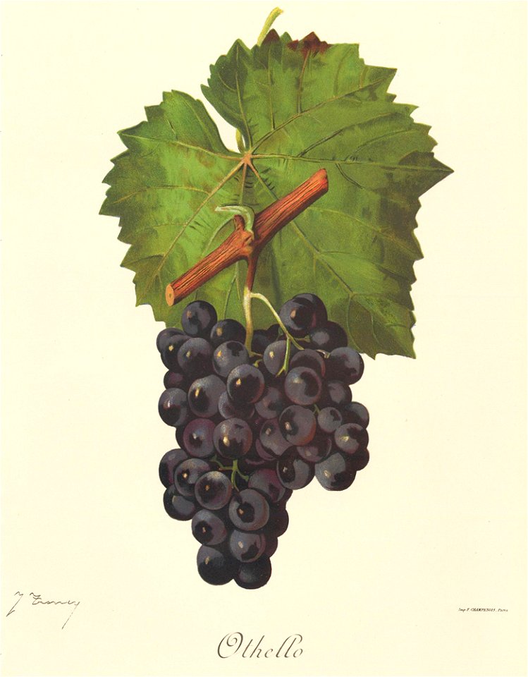 Othello grape variety