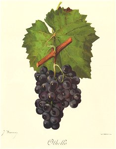 Othello grape variety