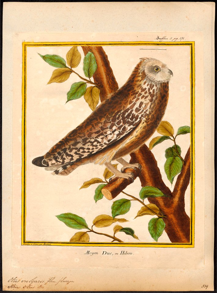 Otus vulgaris - 1700-1880 - Print - Iconographia Zoologica - Special Collections University of Amsterdam - UBA01 IZ18400187