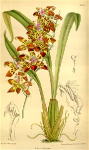 Odontoglossum cristatum 145-8809. Free illustration for personal and commercial use.