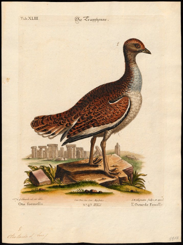 Otis tarda - 1700-1880 - Print - Iconographia Zoologica - Special Collections University of Amsterdam - UBA01 IZ17200013