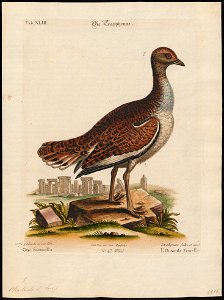 Otis tarda - 1700-1880 - Print - Iconographia Zoologica - Special Collections University of Amsterdam - UBA01 IZ17200013