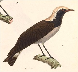 Oenanthe pleschanka 1838