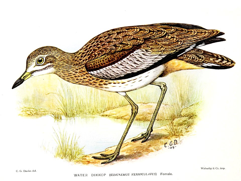 OedicnemusVermiculatusDavies