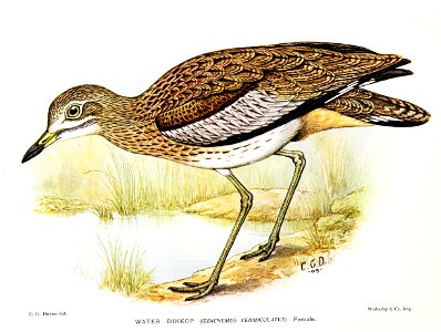 OedicnemusVermiculatusDavies