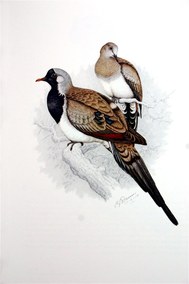 Oena capensis00