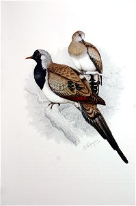 Oena capensis00