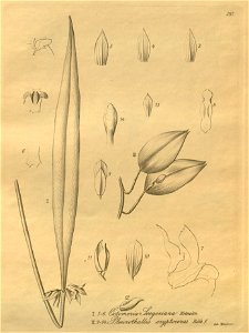 Octomeria grandiflora (as O. seegeriana) and Acianthera glanduligera (as Pleurothallis cryptoceras) - Xenia vol. 3 pl. 257. Free illustration for personal and commercial use.