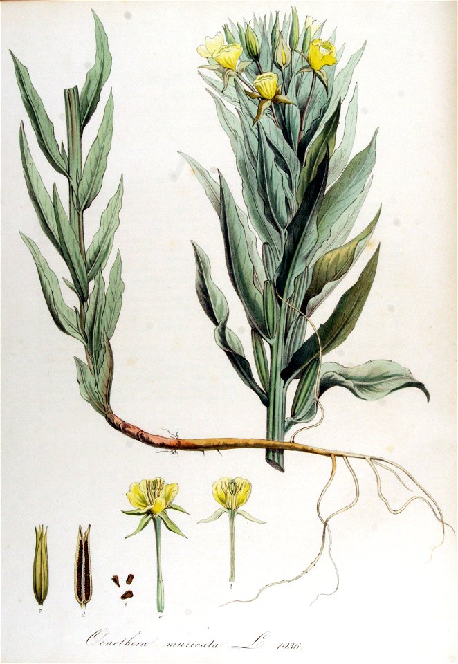 Oenothera muricata — Flora Batava — Volume v13