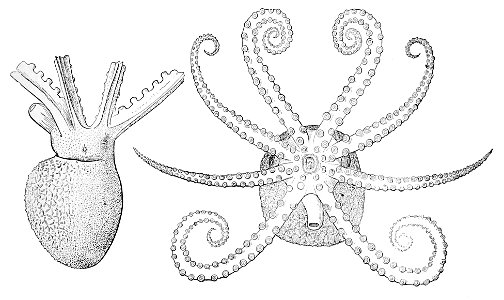 Ocythoe tuberculata1