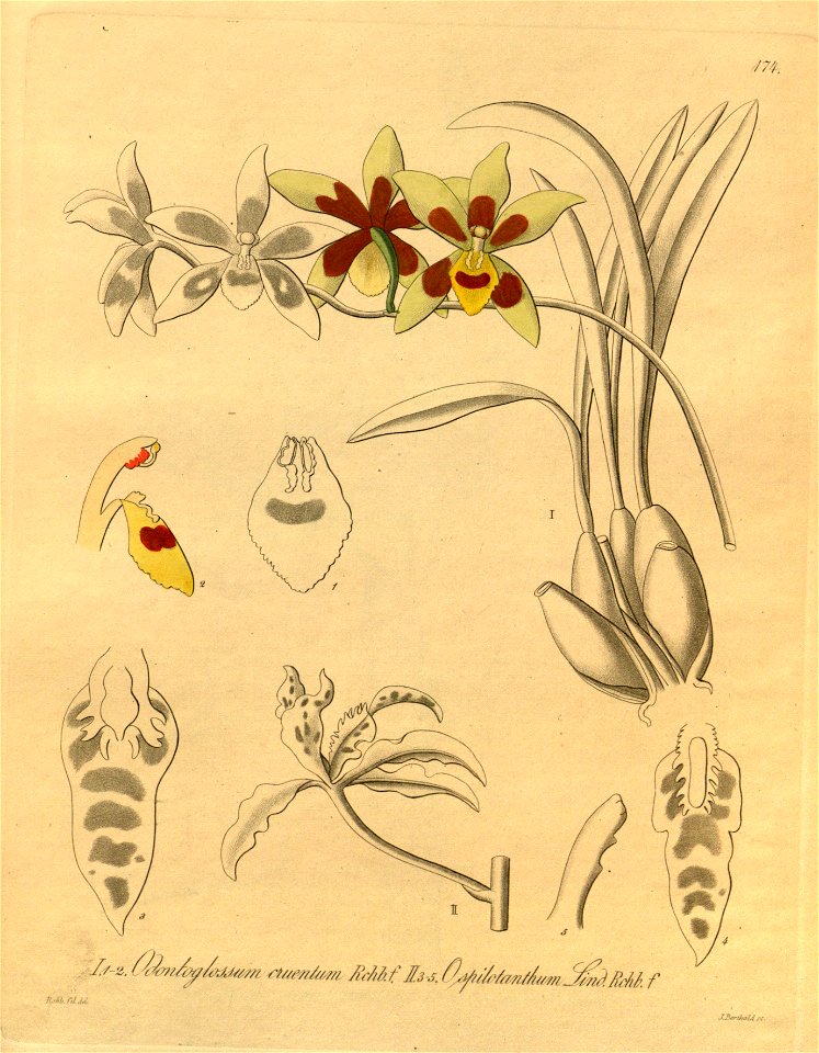 Odontoglossum cruentum and Cyrtochilum angustatum (as Odontoglossum spilotanthum) - Xenia 2-174 (1874)