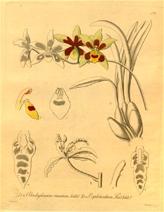 Odontoglossum cruentum and Cyrtochilum angustatum (as Odontoglossum spilotanthum) - Xenia 2-174 (1874). Free illustration for personal and commercial use.