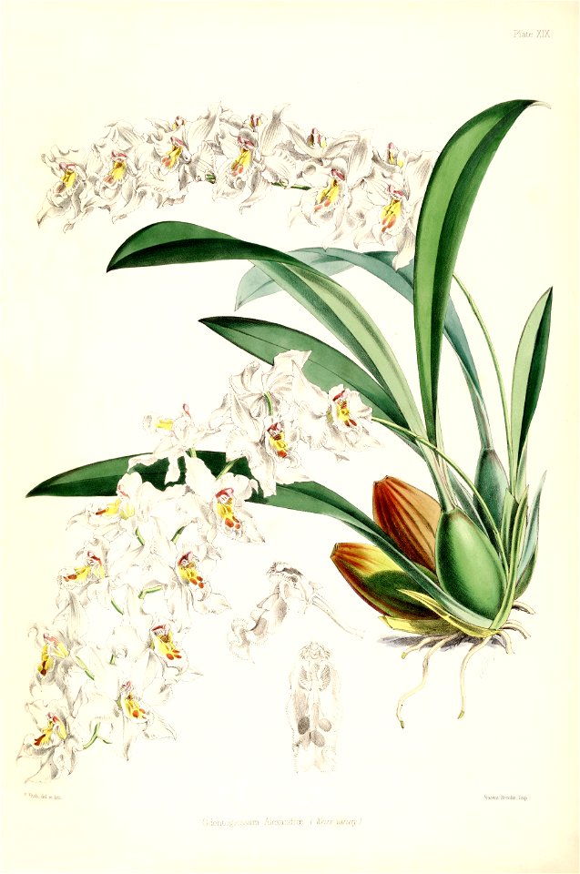 Odontoglossum crispum (as Odontoglossum alexandrae) - white var. - pl. 19 - Bateman, Monogr.Odont
