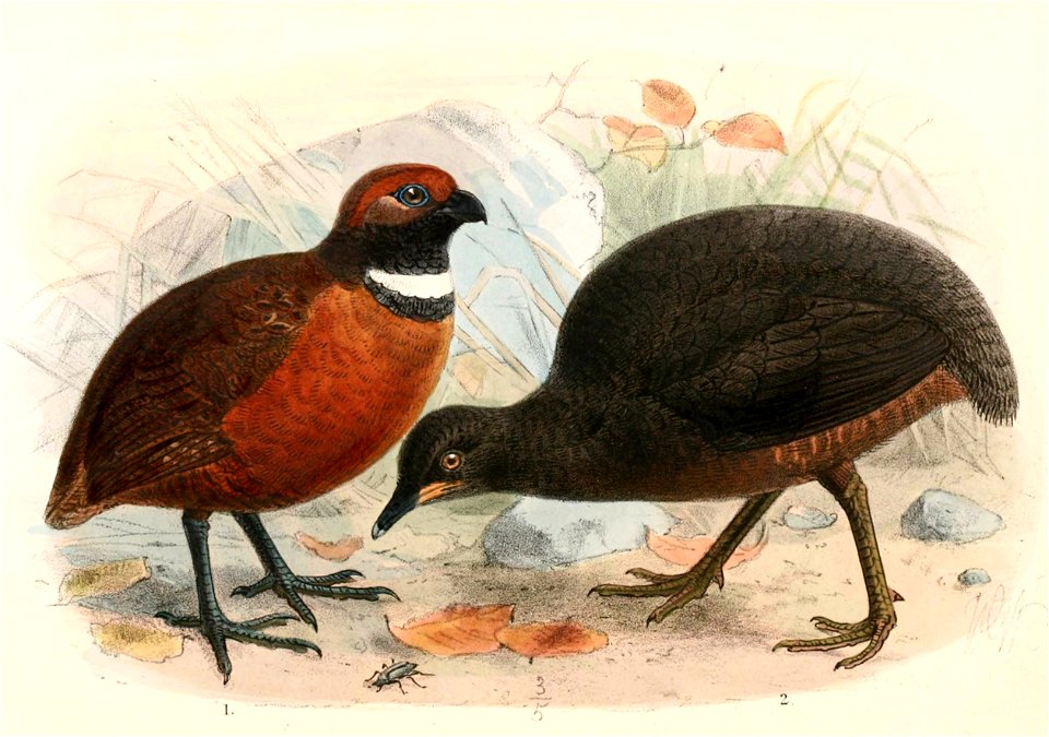 Odontophorus erythrops parambae & Crypturellus berlepschi 1897