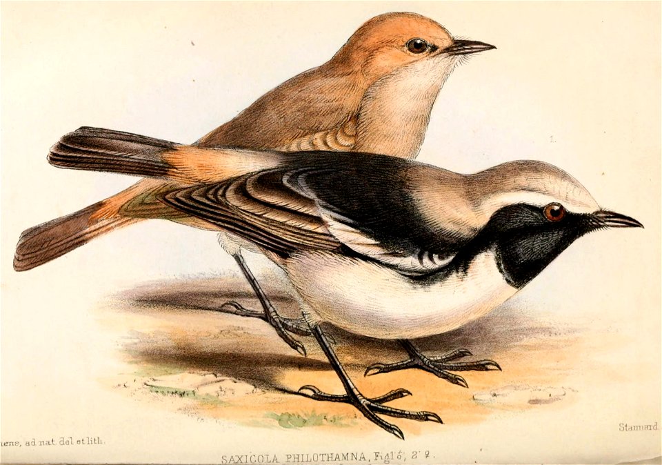 Oenanthe deserti 1859