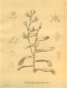 Oeoniella polystachys (as Listrostachys polystachys) - Xenia 3 pl 250