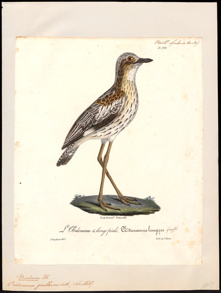 Oedicnemus grallarius - 1825-1834 - Print - Iconographia Zoologica - Special Collections University of Amsterdam - UBA01 IZ17200099