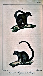Oeuvres complètes de Buffon Plate 458 Eulemur mongoz Eulemur fulvus