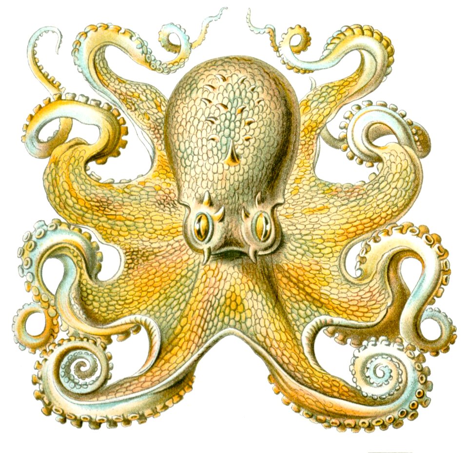 Octopusvulgaris