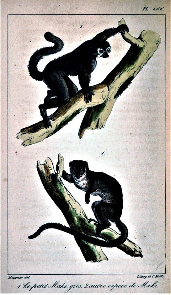 Oeuvres complètes de Buffon Plate 466 Hapalemur griseus Avahi laniger