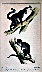 Oeuvres complètes de Buffon Plate 466 Hapalemur griseus Avahi laniger