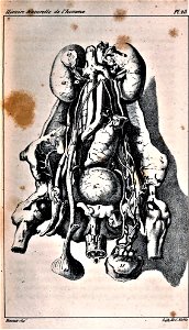 Oeuvre Buffon 23