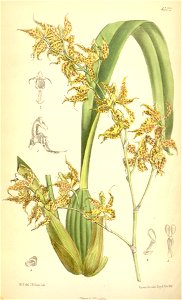 Odontoglossum odoratum
