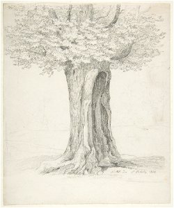 Study of a Tree; verso- Study of Houses MET DP815486. Free illustration for personal and commercial use.