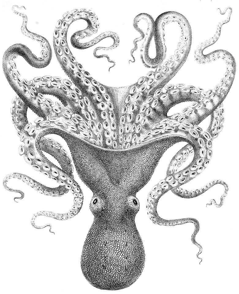Octopus verrucosus