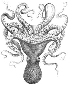 Octopus verrucosus