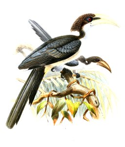OcycerosGingalensisLegge