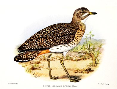 OedicnemusCapensisDavies