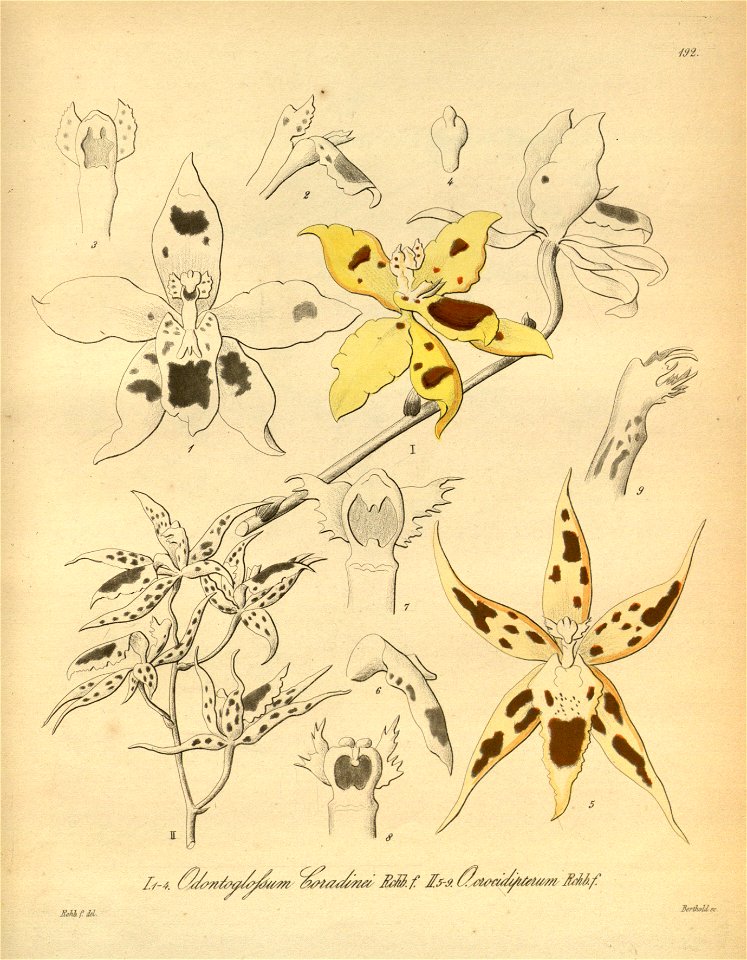 Odontoglossum × coradinei - Odontoglossum crocidipterum - Xenia 2-192 (1874)
