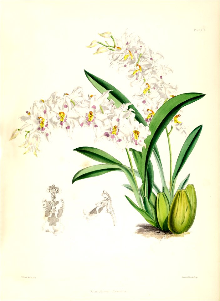 Odontoglossum crispum (as Odontoglossum alexandrae) - pl. 14 - Bateman, Monogr.Odont