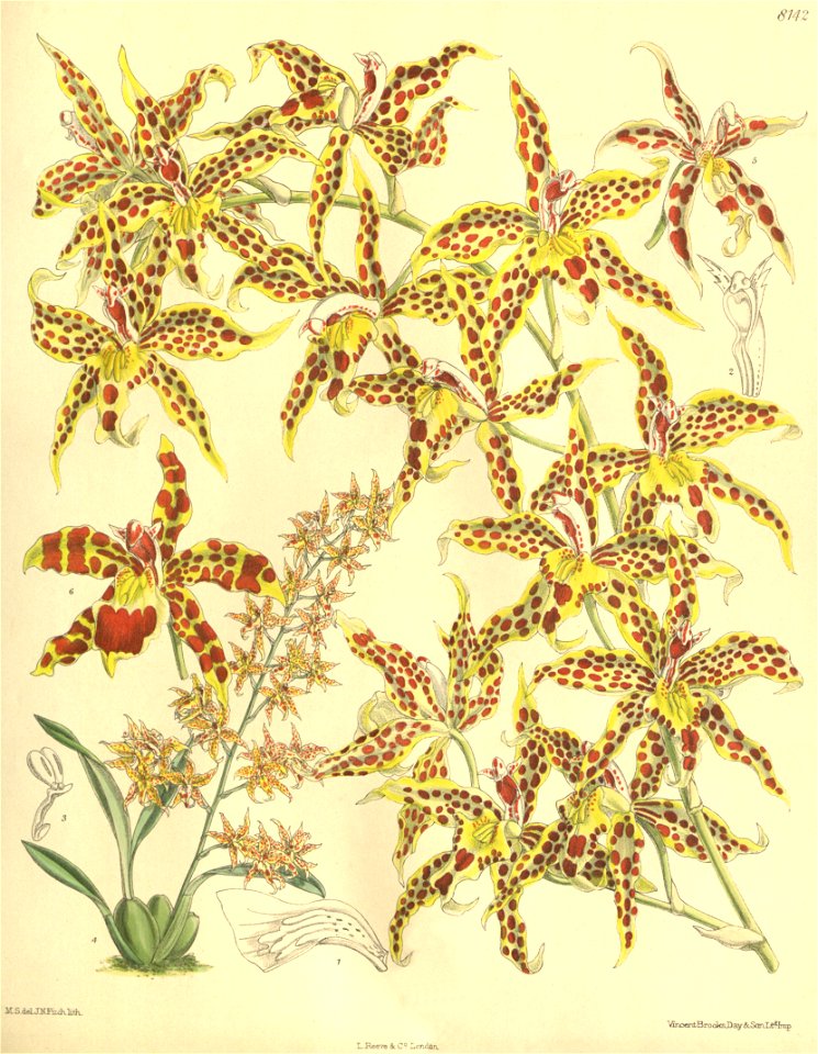 Odontoglossum × leeanum (as Odontoglossum leeanum) - Curtis' 133 (Ser. 4 no. 3) pl. 8142 (1907)