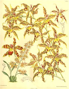 Odontoglossum × leeanum (as Odontoglossum leeanum) - Curtis' 133 (Ser. 4 no. 3) pl. 8142 (1907). Free illustration for personal and commercial use.