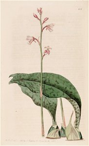 Oeceoclades maculata (as Angraecum maculatum) - Bot. Reg. 8 pl. 618 (1822)