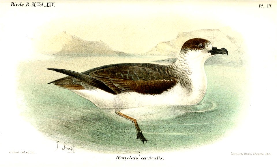 OestrelataCervicalisSmit