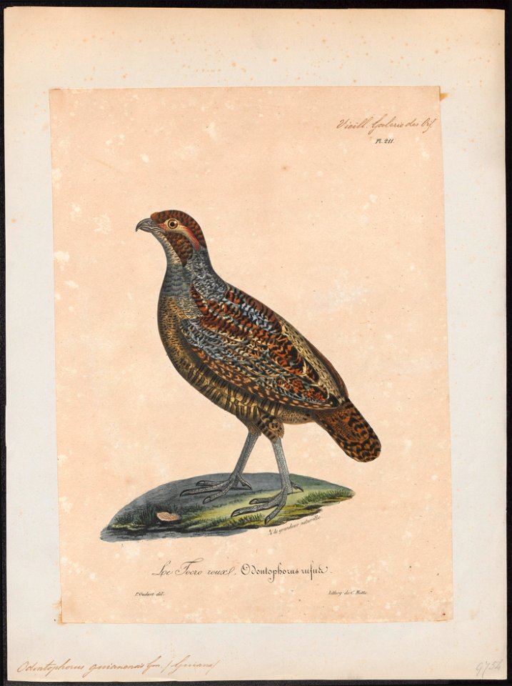 Odontophorus guianensis - 1825-1834 - Print - Iconographia Zoologica - Special Collections University of Amsterdam - UBA01 IZ17100185