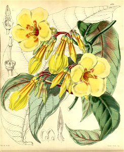 Odontadenia macrantha Bot. Mag. 81. 4825. 1855