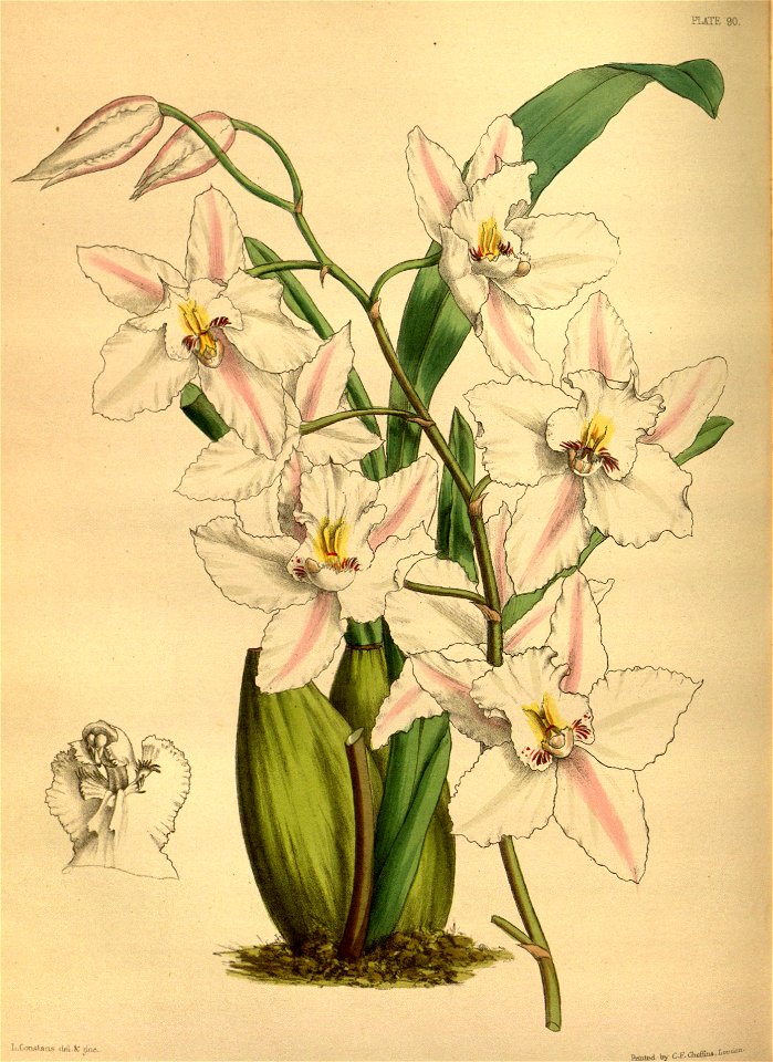 Odontoglossum nobile Paxton 090