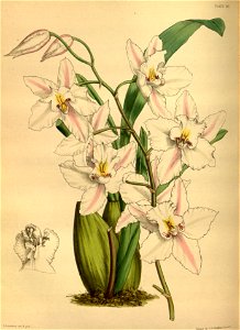 Odontoglossum nobile Paxton 090