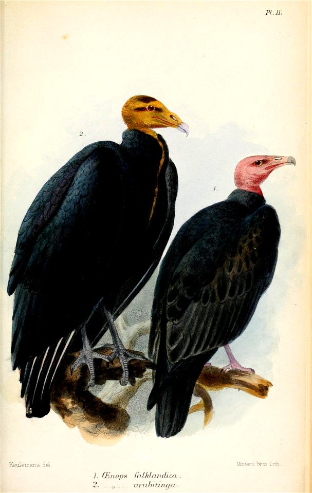 OenopsKeulemans