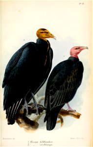 OenopsKeulemans
