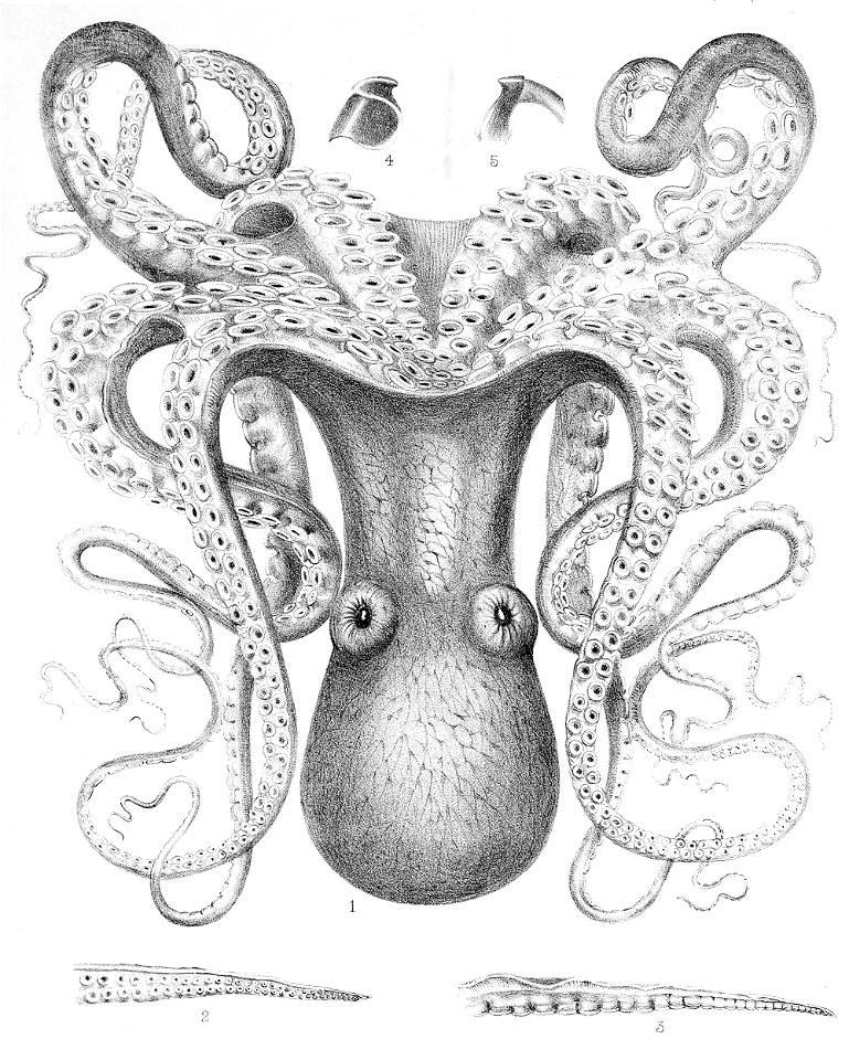 Octopus cyanea3