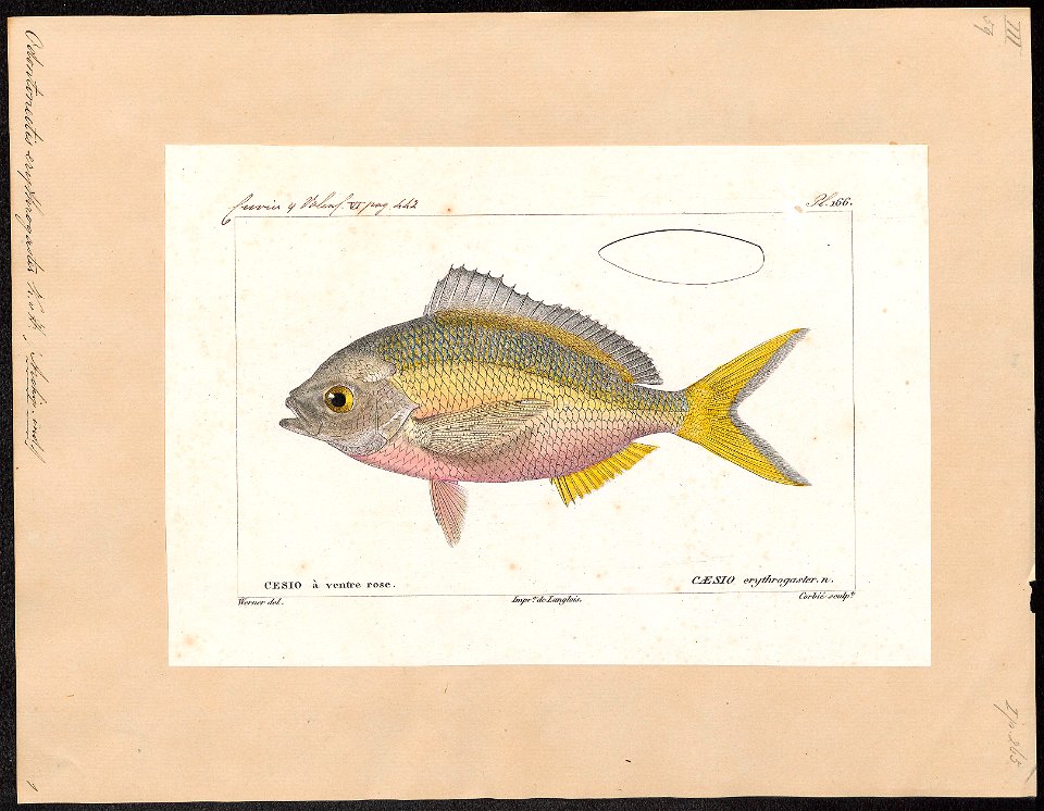 Odontonectes erythrogaster - 1828-1849 - Print - Iconographia Zoologica - Special Collections University of Amsterdam - UBA01 IZ13000092