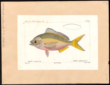Odontonectes erythrogaster - 1828-1849 - Print - Iconographia Zoologica - Special Collections University of Amsterdam - UBA01 IZ13000092
