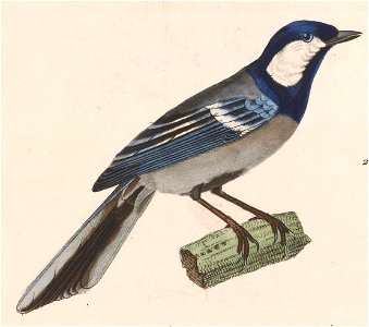 Parus cinereus 1838