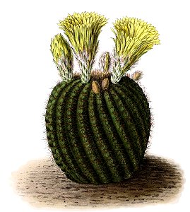 Parodia tabularis BlKakteenT23