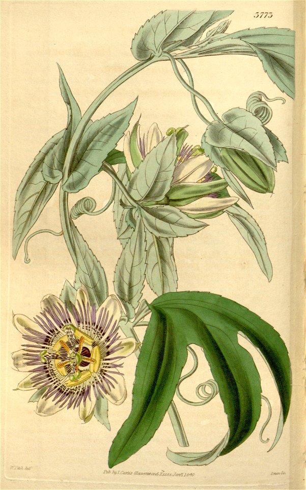 Passiflora mooreana Bot. Mag. 66. t. 3773. 1840